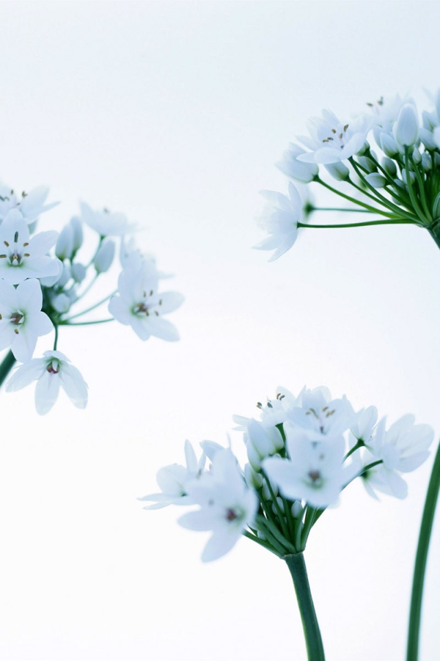 Красивые цветочки на 8 марта