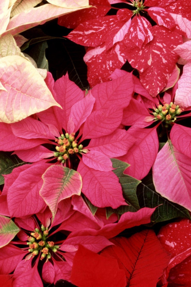 Красивые цветы приятным женщинам