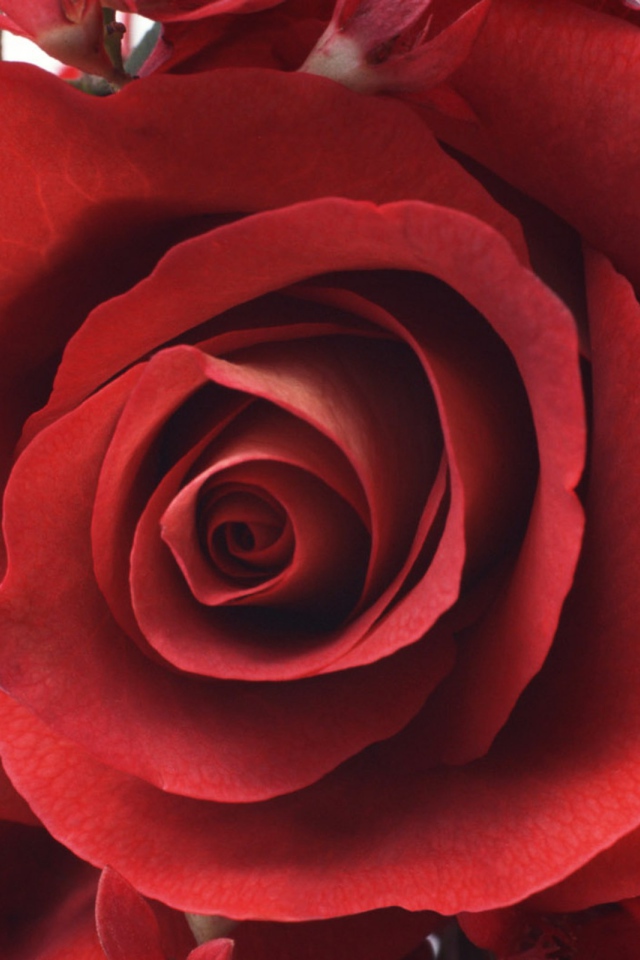 Красивая роза на 8 марта