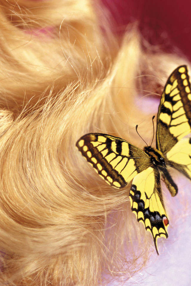 Бабочка на 8 марта