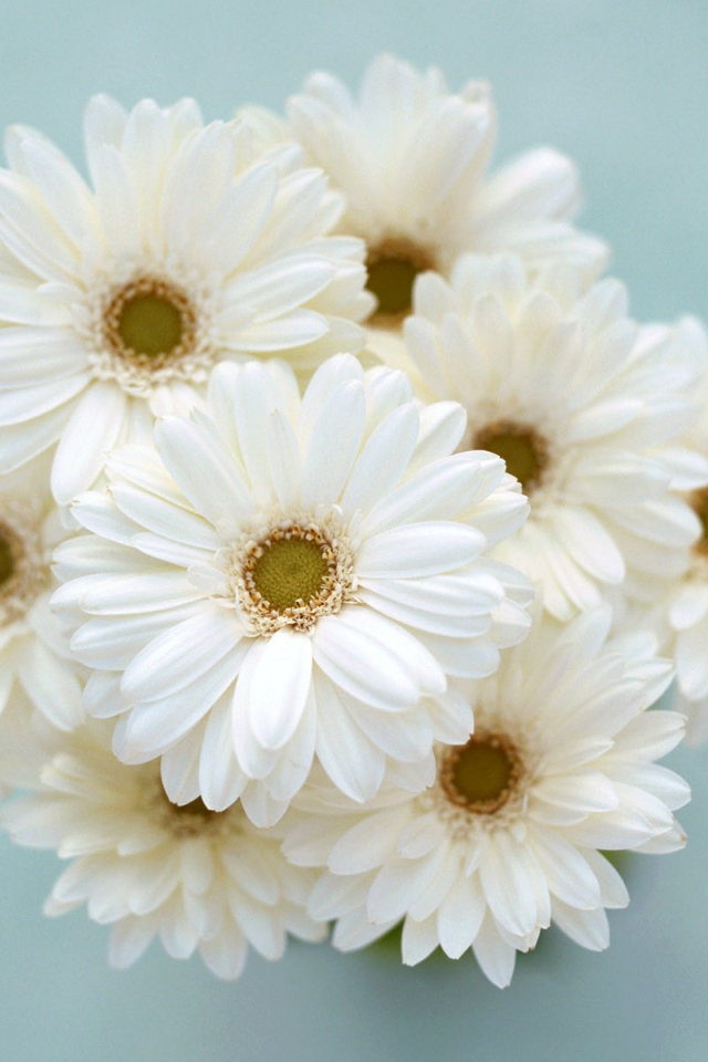 Ромашки для любимой девчонки