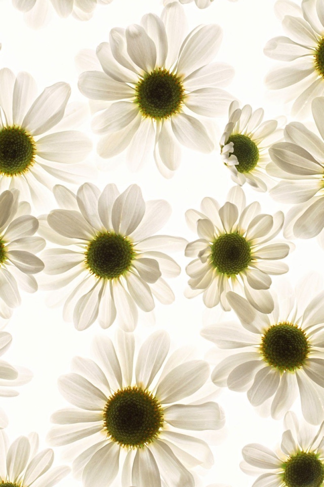 Ромашки моей любимой Наташке