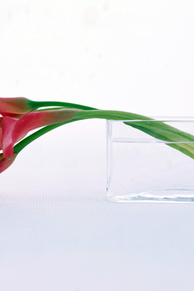 Нежный цветок на праздник 8 марта