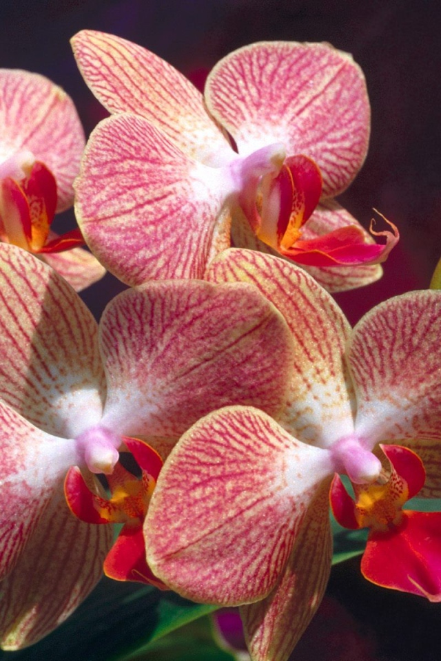 Экзотические цветы на 8 марта