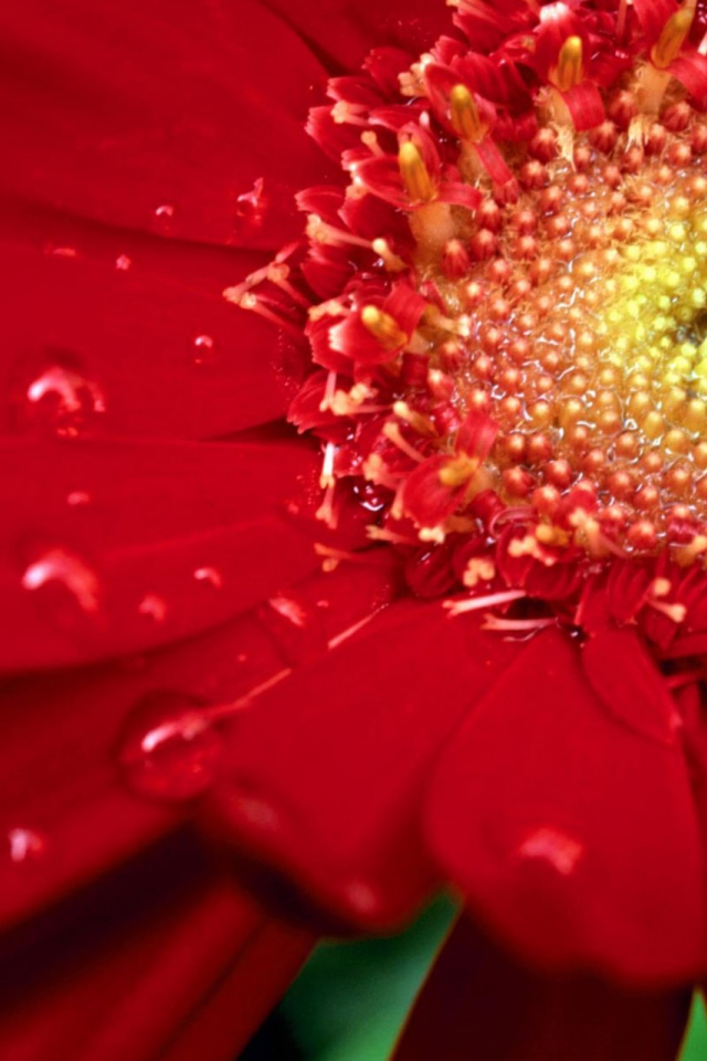 Цветок на международный женский день