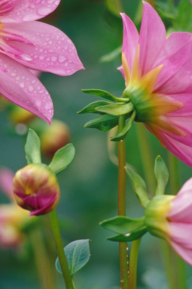 Цветочки красивым женщинам на 8 марта