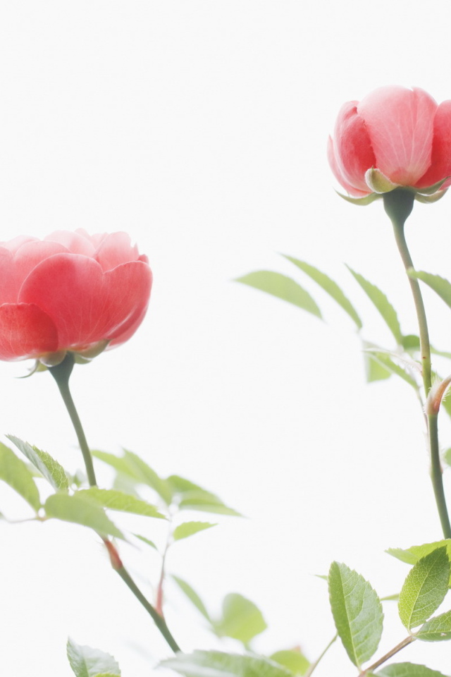 Цветы для любимых женщин