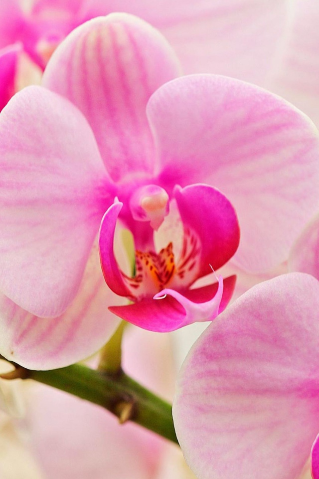 Цветы любимым женщинам