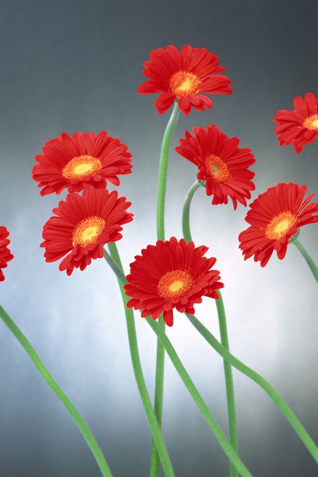 Прикольные цветы на 8 марта