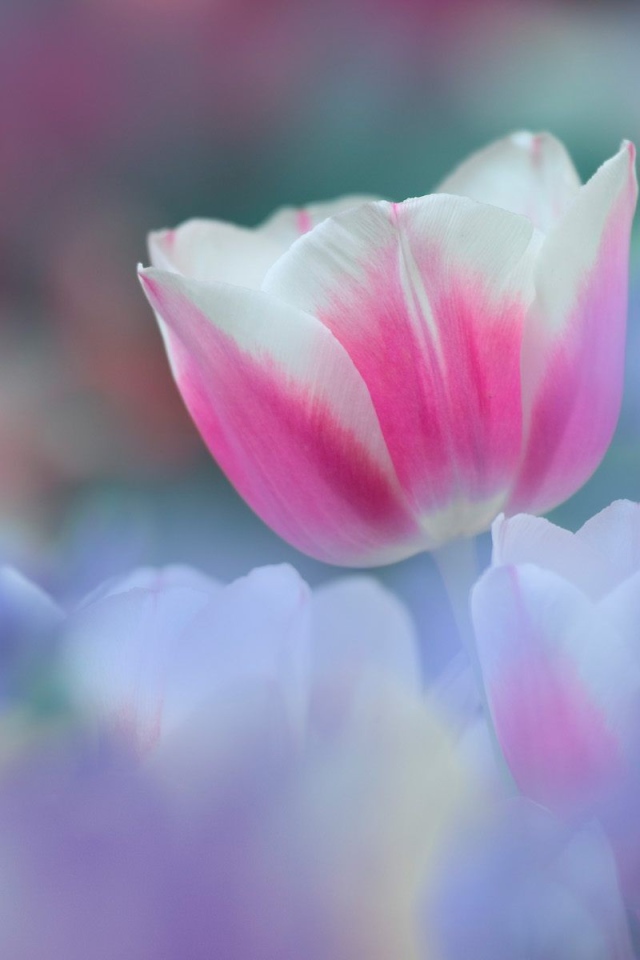 8 марта Цветок