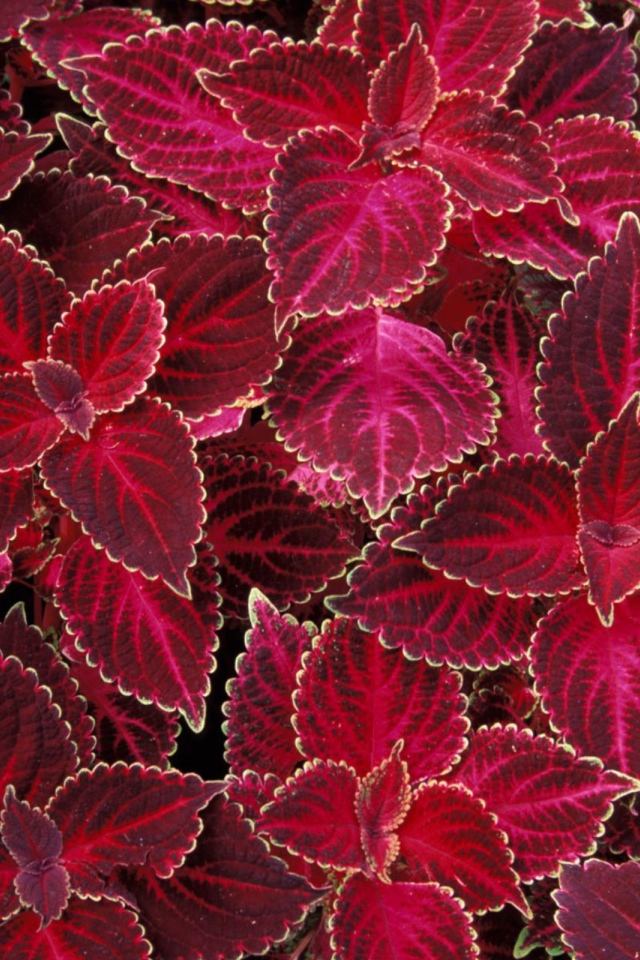 Лепестки цветов на 8 марта