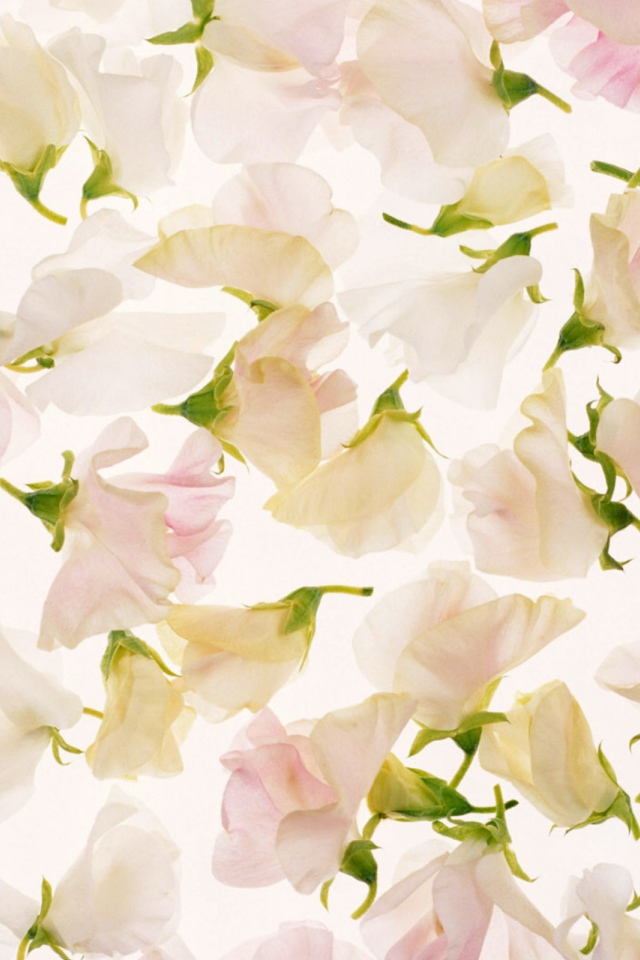 Лепестки на 8 марта