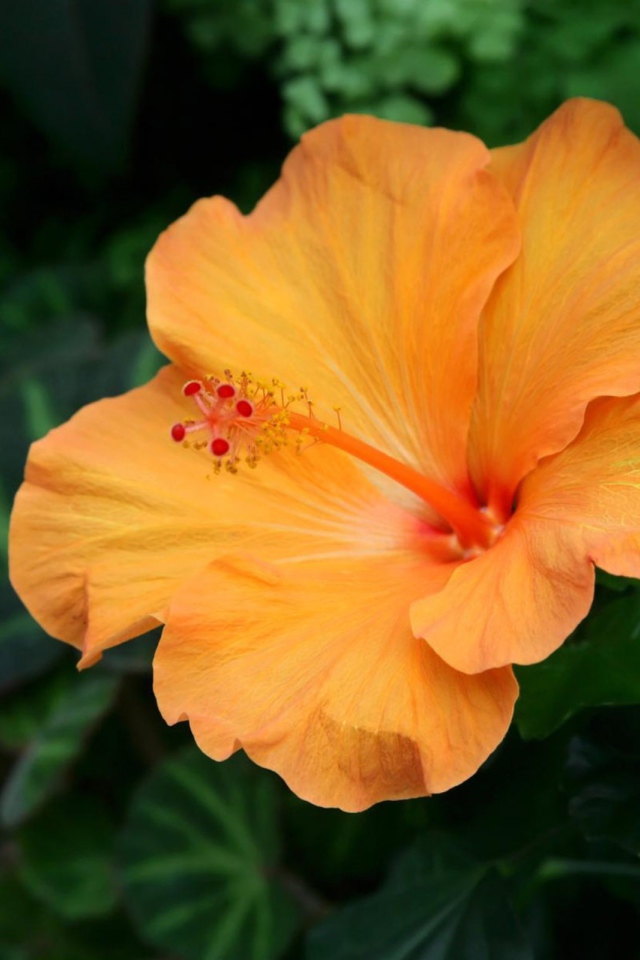 Подарок на 8 марта