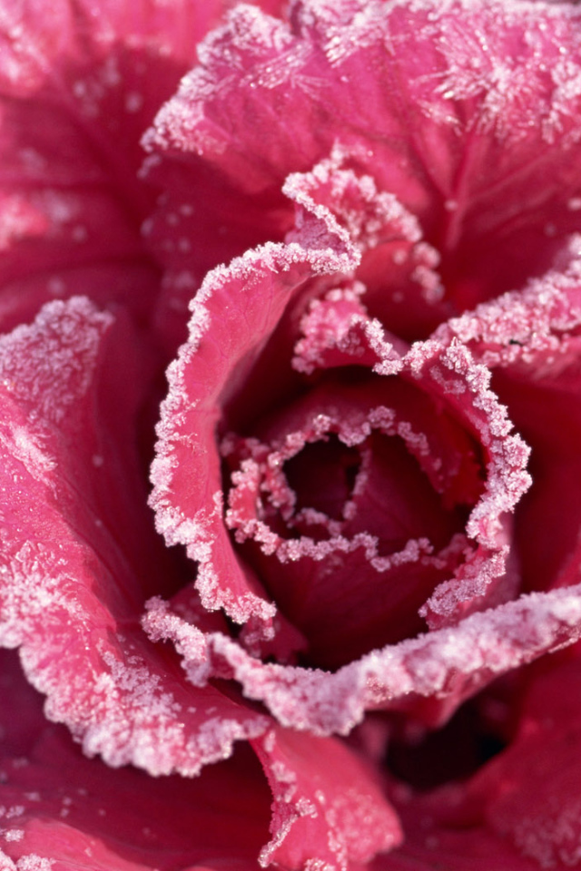 Роза с мороза