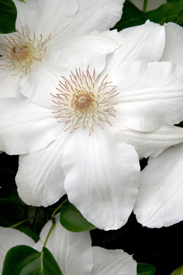 Белые цветы в подарок на 8 марта