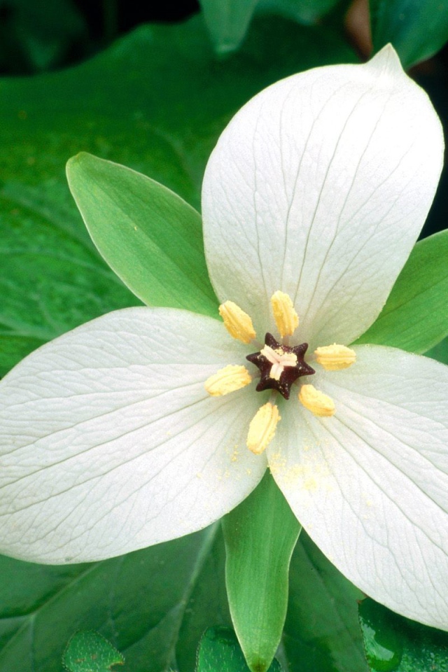 Белый цветок женщинам на 8 марта