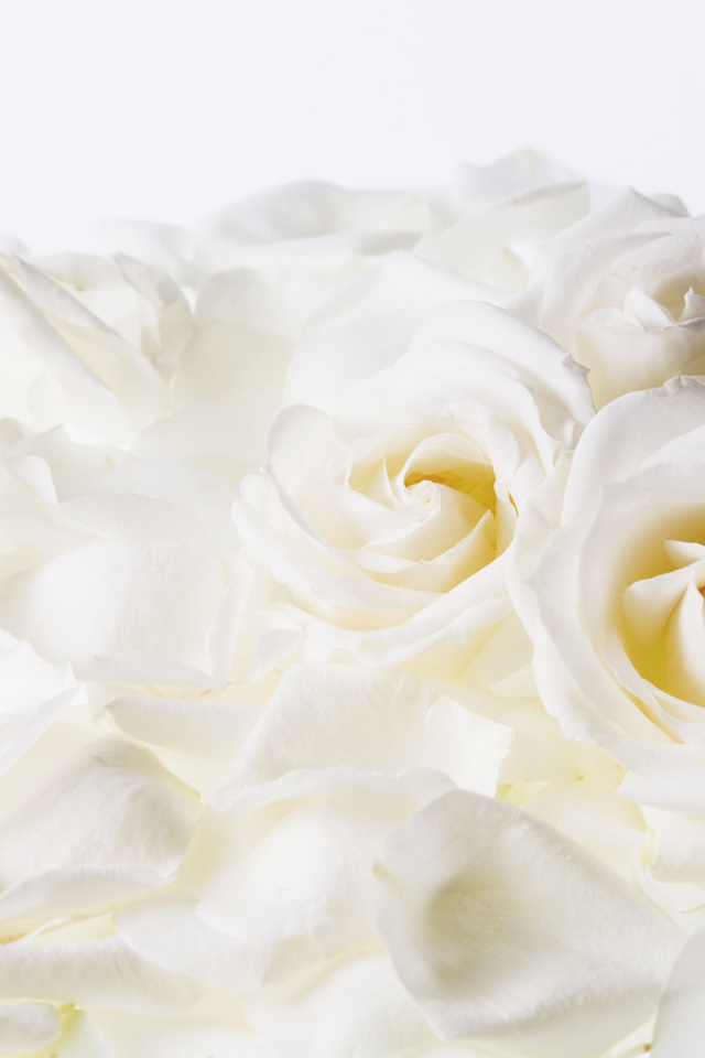 Белые розы на 8 марта