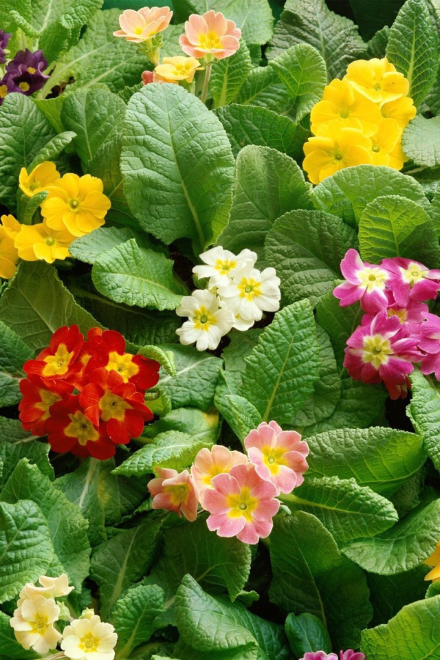 Девушкам к празднику 8 марта