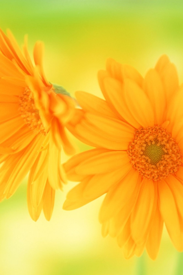 Желтые цветы в подарок любимой