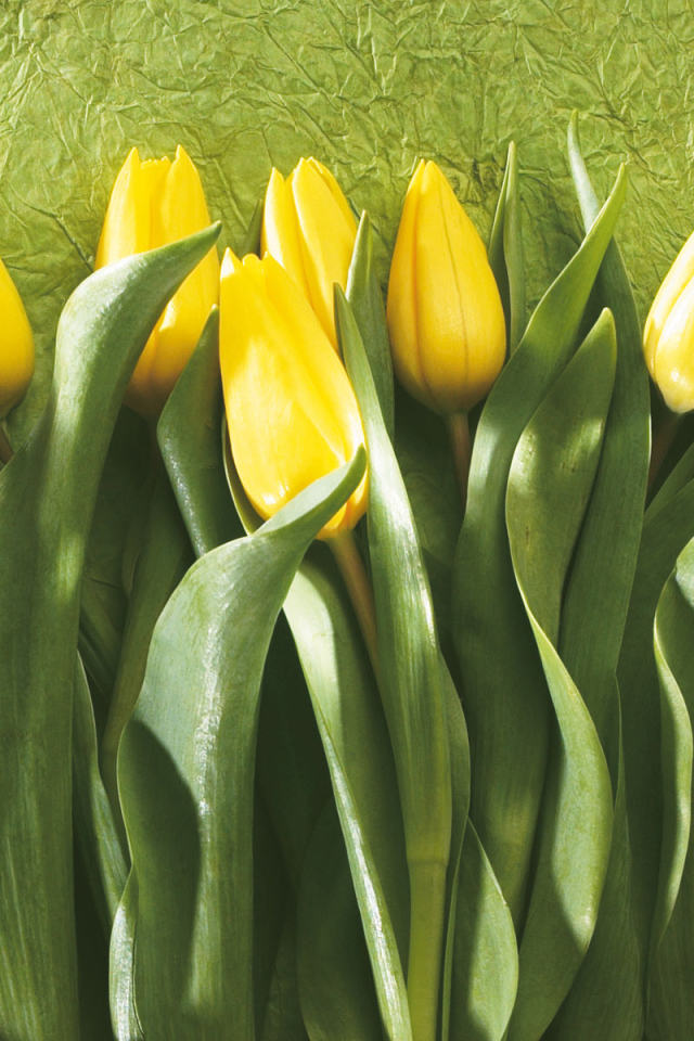 Желтые тюльпаны