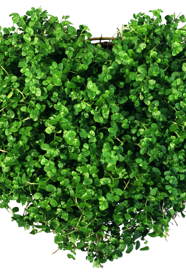 Сердечко из зелени