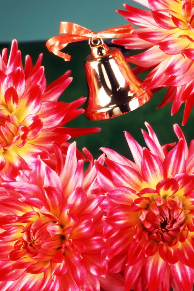 Цветы учителю