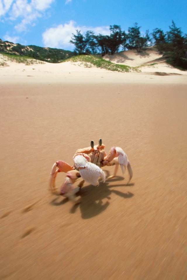 Краб на пляже