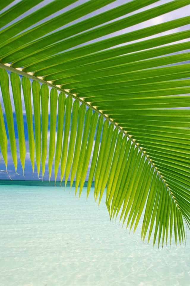 Пальмовая ветвь