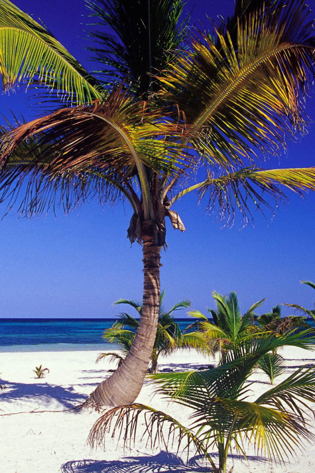 Пальма пляж