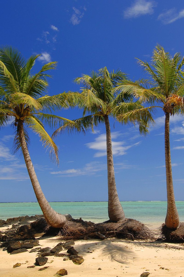 Пальмы на пляже