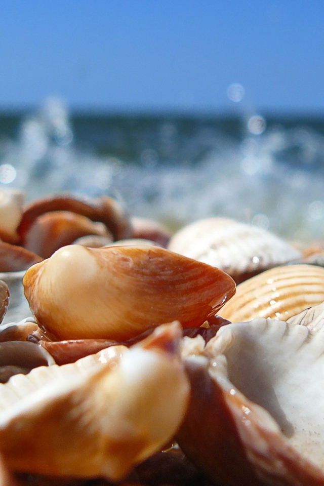 Морские ракушки