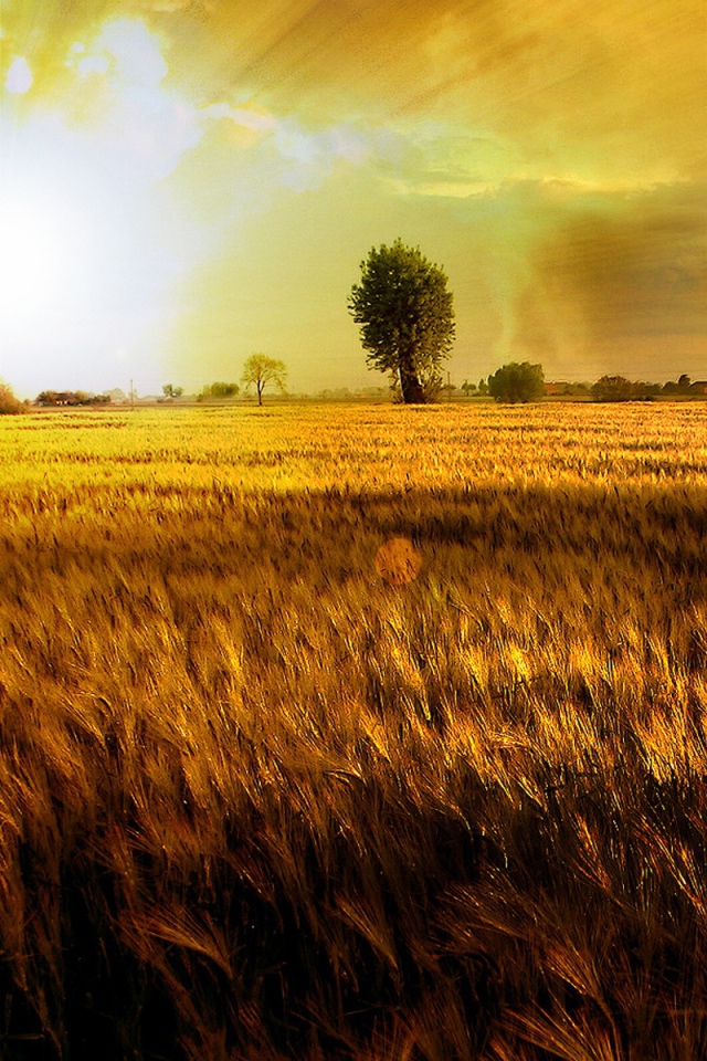 Золотое поле