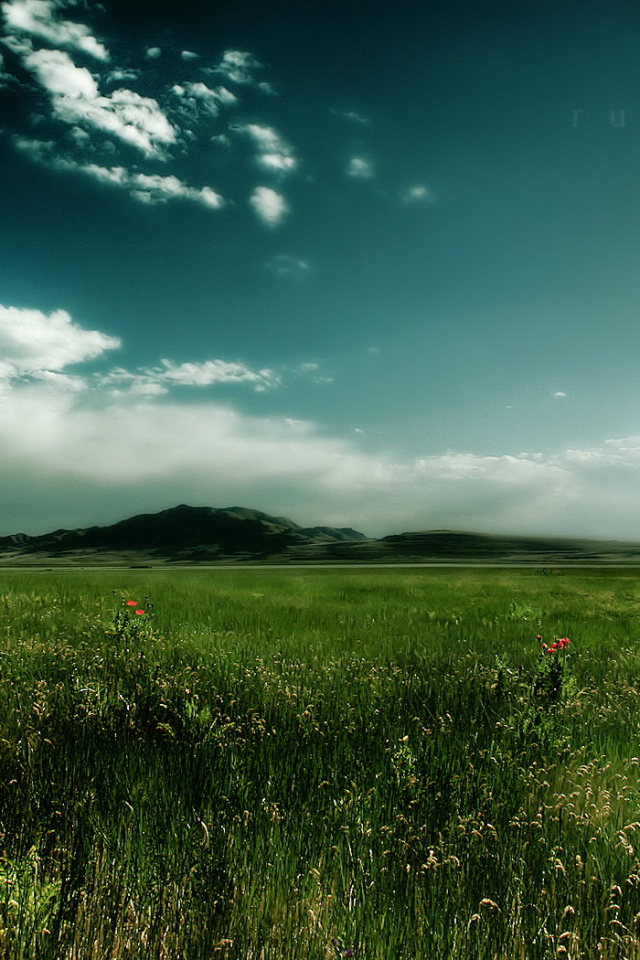 Зеленое поле