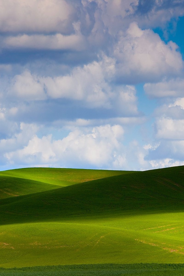 Зеленое летнее поле