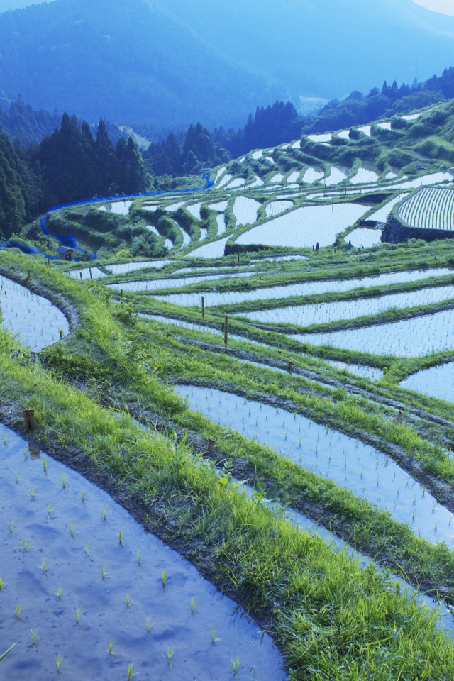 Рисовые поля