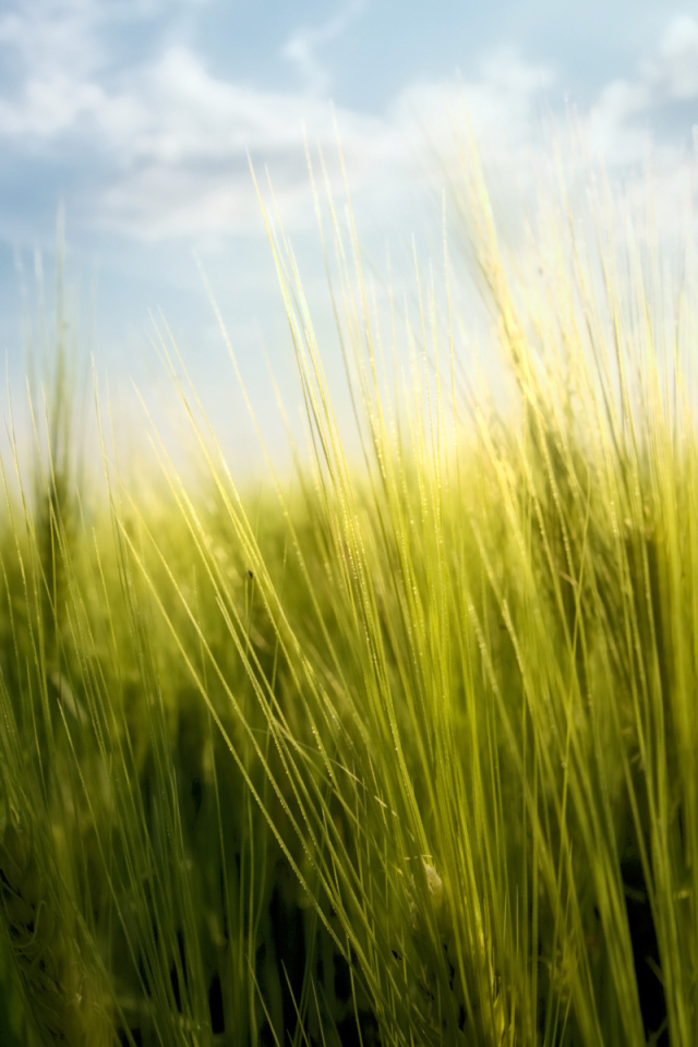 Весенние травинки