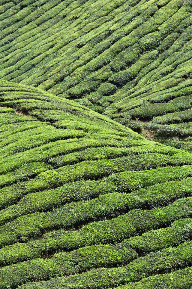 Чайные плантации