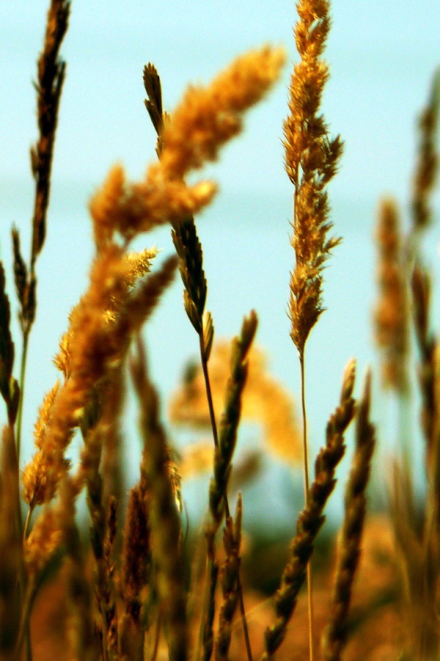 Полевые колоски