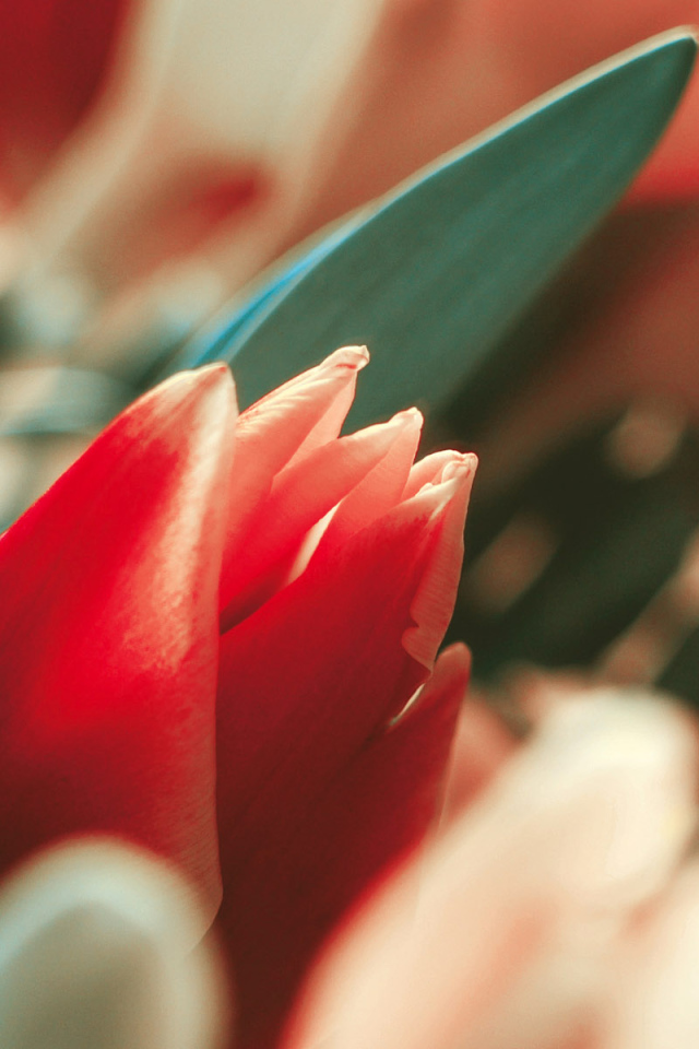 Красивый тюльпан