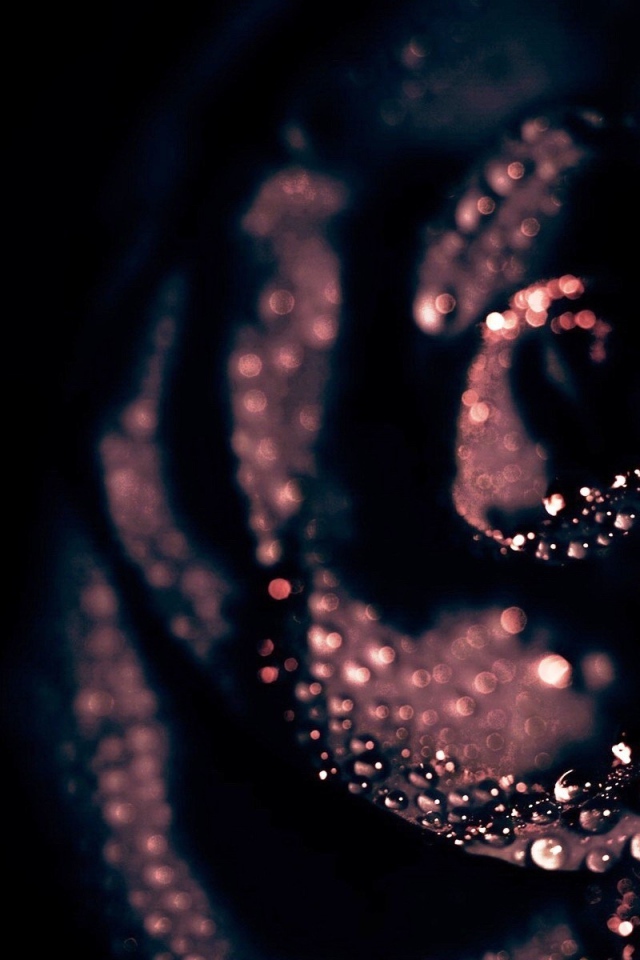 Черная роза