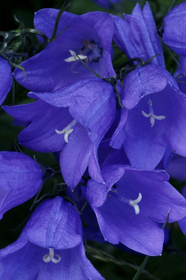 Синие колокольчики