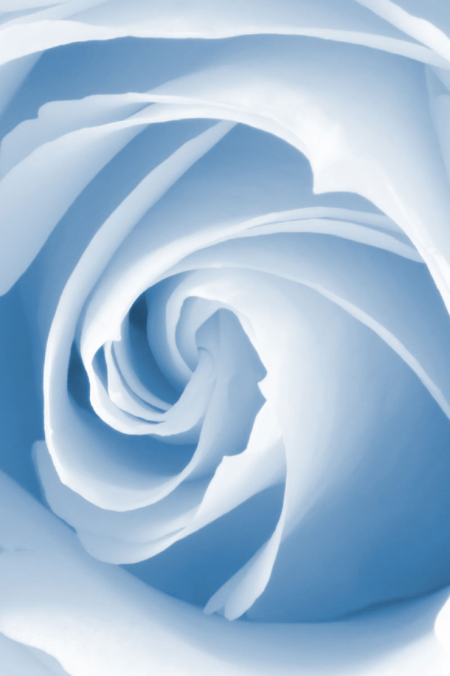 Голубая роза