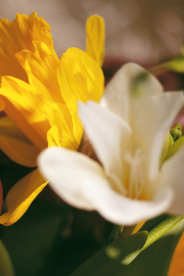 Яркие цветочки