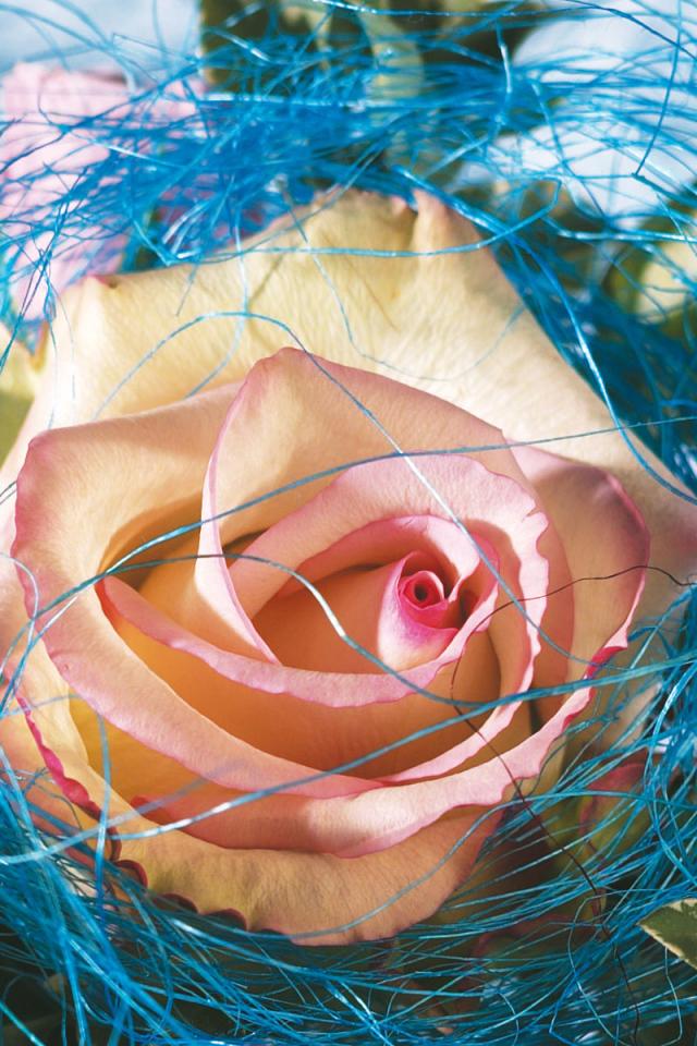 Украшенная роза