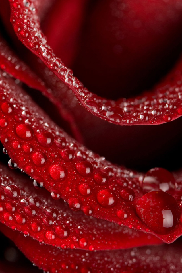 Цветок любви Роза