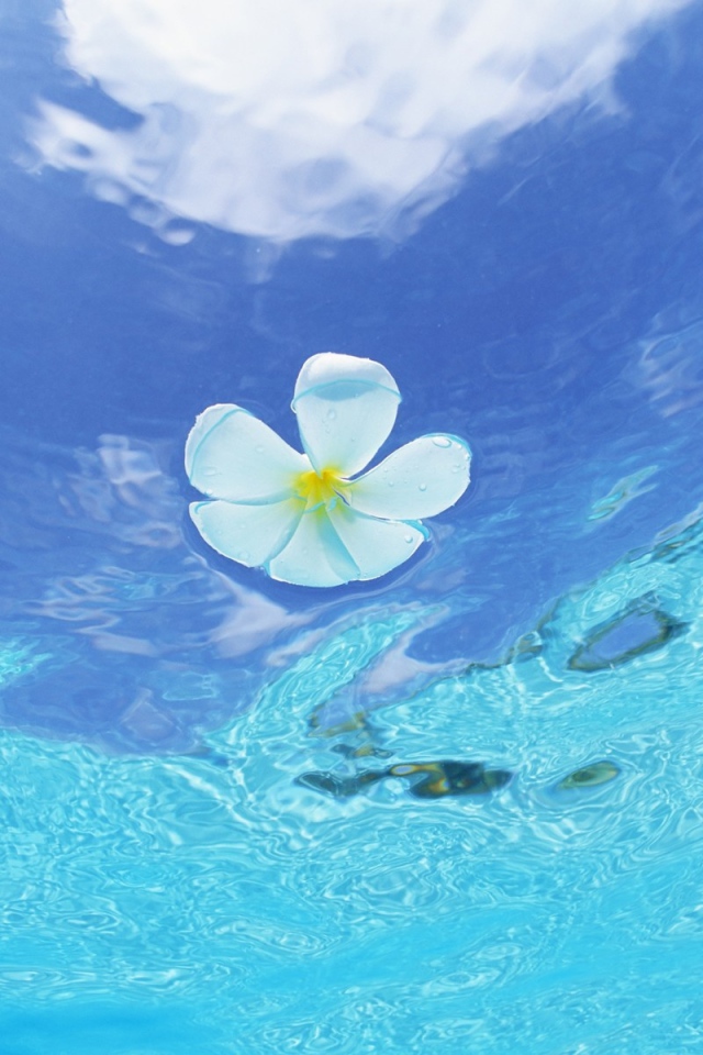 Цветок в воде