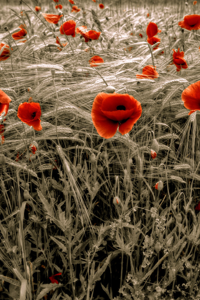 Цветение HDR