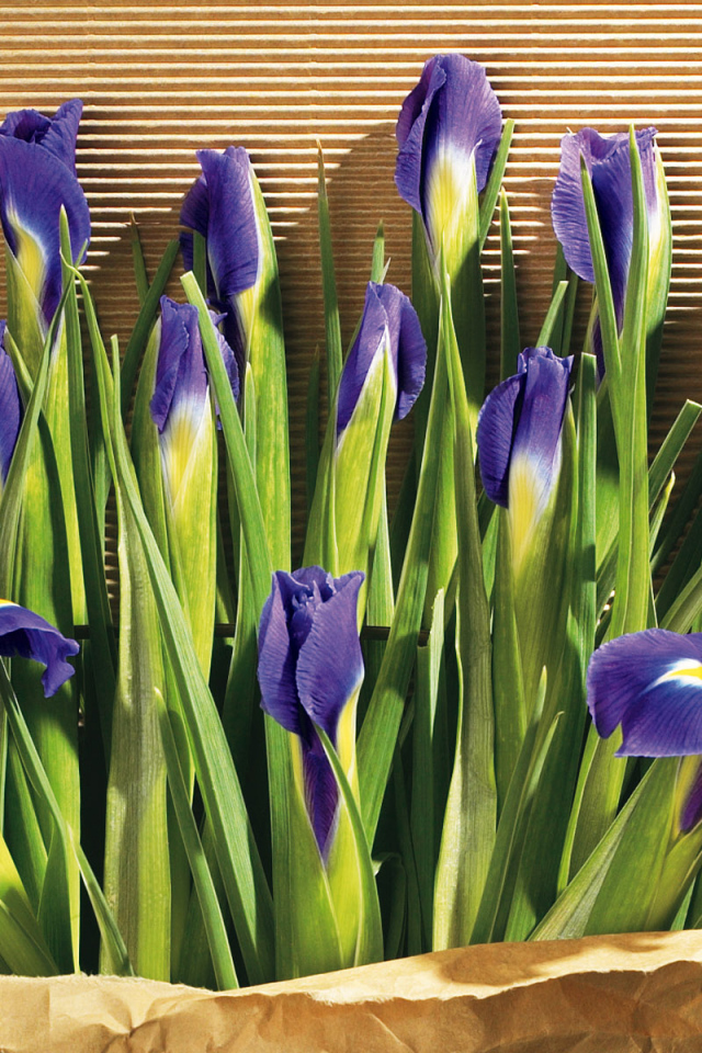 Цветы в подарок