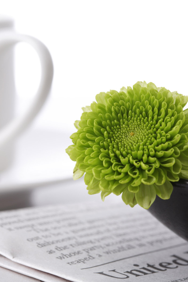 Зеленые цветы