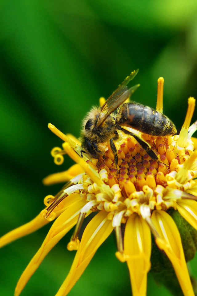 Насекомое на цветке